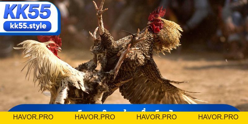 Đá Gà KK55 Và Những Trận Hùng Kê Rực Lửa Nhất Năm 2026 - havor.pro