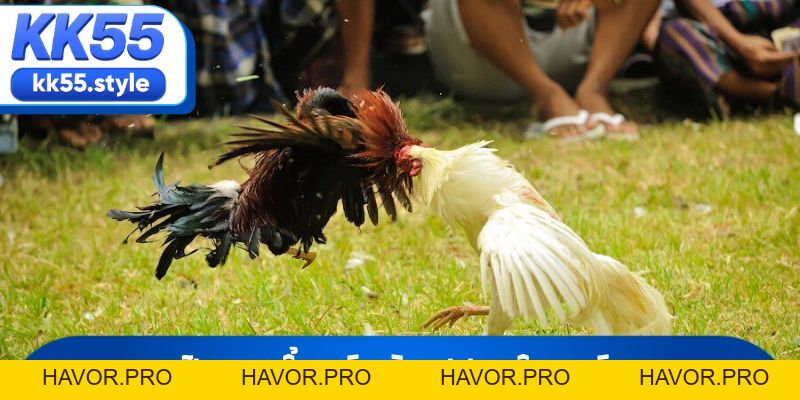 Đá Gà KK55 Và Những Trận Hùng Kê Rực Lửa Nhất Năm 2026 - havor.pro
