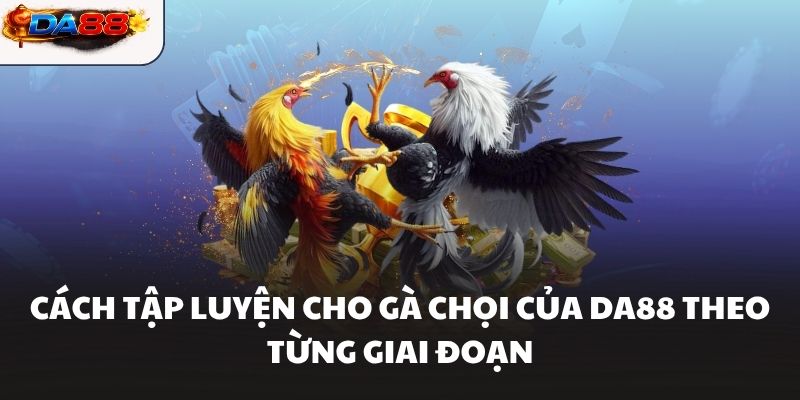 Cách Tập Luyện Cho Gà Chọi Hiệu Quả Giúp Chiến Kê Bền Sức #1 - havor.pro