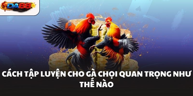 Cách Tập Luyện Cho Gà Chọi Hiệu Quả Giúp Chiến Kê Bền Sức #1 - havor.pro